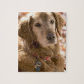 Sluiten van gouden labrador rekhondenhond legpuzzel (Verticaal)