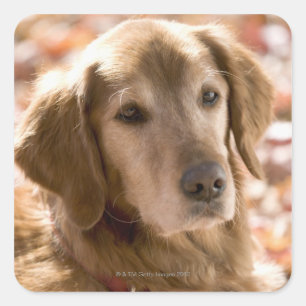 Sluiten van gouden labrador rekhondenhond vierkante sticker