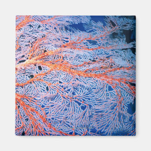 Sluiten van het koraal, Okinawa, Japan Magneet