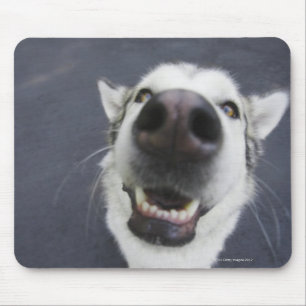 Sluiten van husky's neus muismat