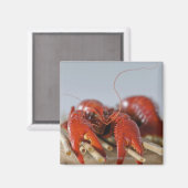 Sluiten van krab op stokken magneet (Voorkant / Achterkant)