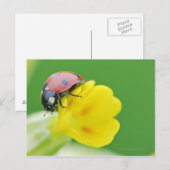 Sluiten van Ladybug Briefkaart (Voorkant / Achterkant)