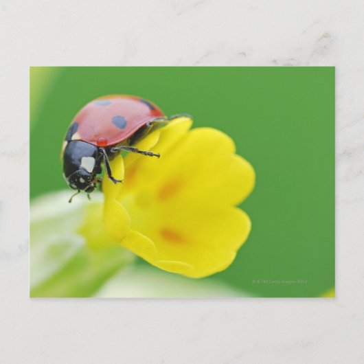 Sluiten van Ladybug Briefkaart (Voorkant)