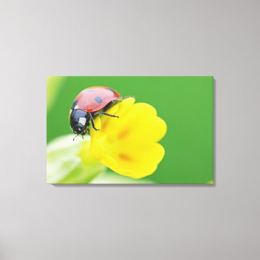 Sluiten van Ladybug Canvas Afdruk (Voorkant)