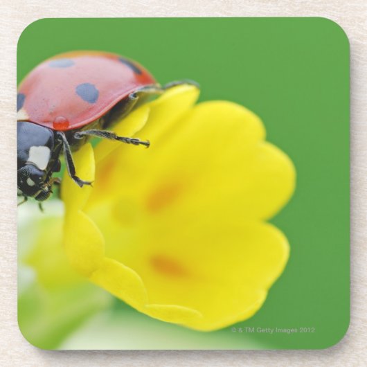 Sluiten van Ladybug Drankjes Onderzetter (Voorkant)