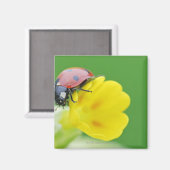 Sluiten van Ladybug Magneet (Voorkant / Achterkant)