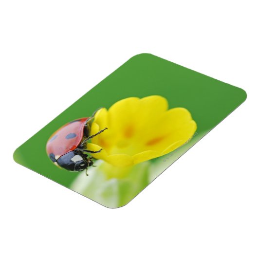 Sluiten van Ladybug Magneet (Linkerzijde)