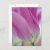 Sluiten van onderzijde van tulpenbloem, 2 briefkaart (Voorkant / Achterkant)