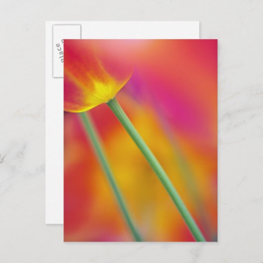 Sluiten van onderzijde van tulpenbloem briefkaart (Voorkant / Achterkant)