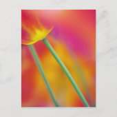 Sluiten van onderzijde van tulpenbloem briefkaart (Voorkant)