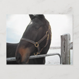 Sluiten van paarden briefkaart