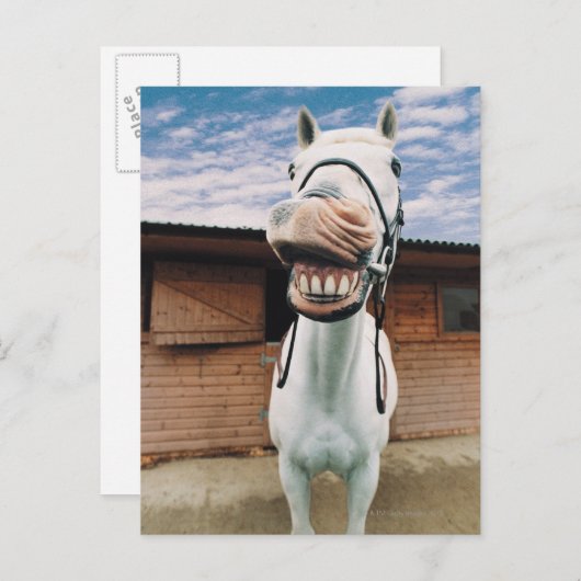 Sluiten van paarden met mond-open briefkaart (Voorkant / Achterkant)