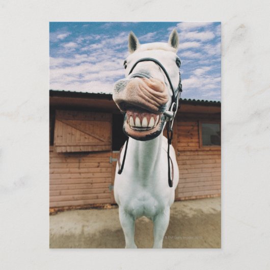 Sluiten van paarden met mond-open briefkaart (Voorkant)