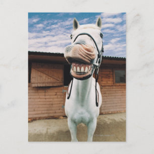 Sluiten van paarden met mond-open briefkaart