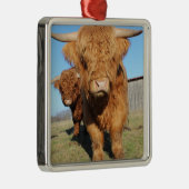 Sluiten van Schotse hoogland Koeien Metalen Ornament (Rechts)