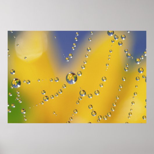 Sluiten van spinweb met dauwdruppels poster (Voorkant)