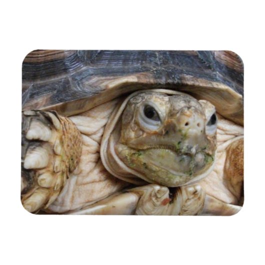 Sluiten van Sulcata Tortoise Face Magneet (Horizontaal)