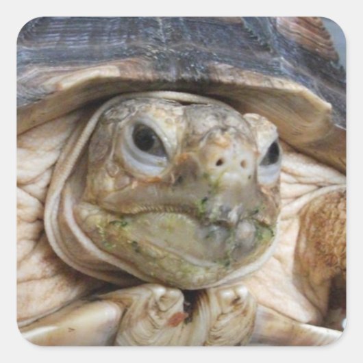 Sluiten van Sulcata Tortoise Face Vierkante Sticker (Voorkant)