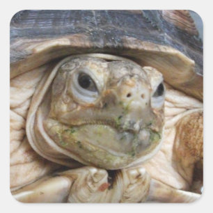 Sluiten van Sulcata Tortoise Face Vierkante Sticker