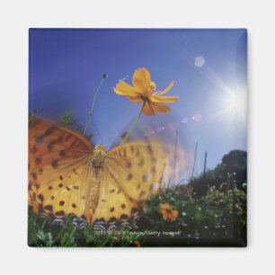 Sluiten van vlinder, vleugels met flapende vleugel magneet