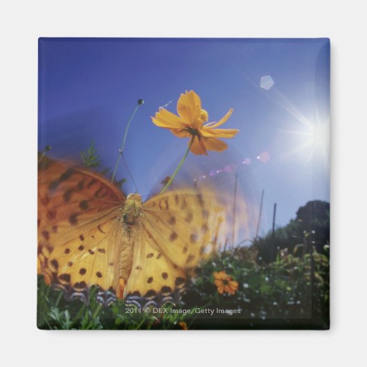 Sluiten van vlinder, vleugels met flapende vleugel magneet (Voorkant)