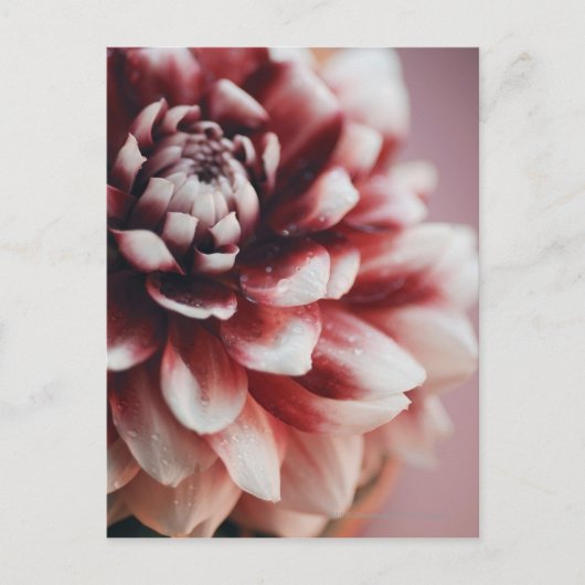 Sluiten van waterdruppels op een bloem briefkaart (Voorkant)