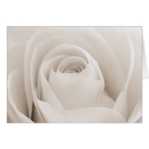 Sluiten van White Rose Petals