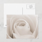 Sluiten van White Rose Petals Briefkaart (Voorkant / Achterkant)