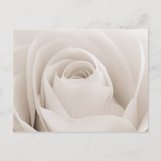 Sluiten van White Rose Petals Briefkaart (Voorkant)