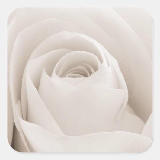 Sluiten van White Rose Petals Vierkante Sticker (Voorkant)