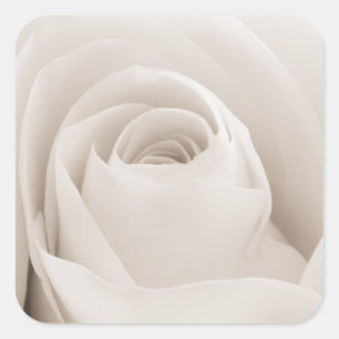 Sluiten van White Rose Petals Vierkante Sticker