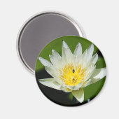 Sluiten White Water Lily Flower and Bee Magnets Magneet (Voorkant / Achterkant)