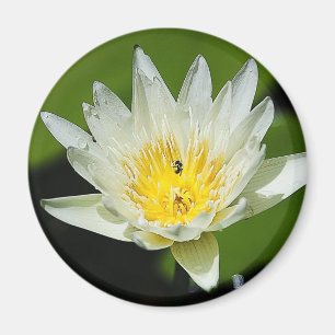 Sluiten White Water Lily Flower and Bee Magnets Magneet