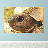 Sluiten zijportret van een Turkse schildpad Canvas Afdruk (Insitu (Houten vloer))