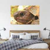 Sluiten zijportret van een Turkse schildpad Canvas Afdruk (Insitu (Slaapkamer))