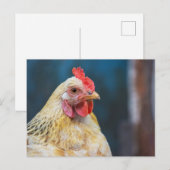 Sluiting kuikens briefkaart (Voorkant / Achterkant)