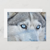 Sluiting Siberian Husky met Blue Eyes Briefkaart (Voorkant / Achterkant)