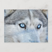 Sluiting Siberian Husky met Blue Eyes Briefkaart (Voorkant)