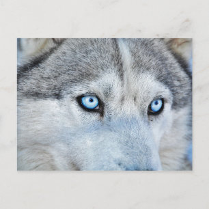 Sluiting Siberian Husky met Blue Eyes Briefkaart
