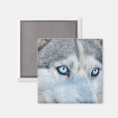 Sluiting Siberian Husky met Blue Eyes Magneet (Voorkant / Achterkant)