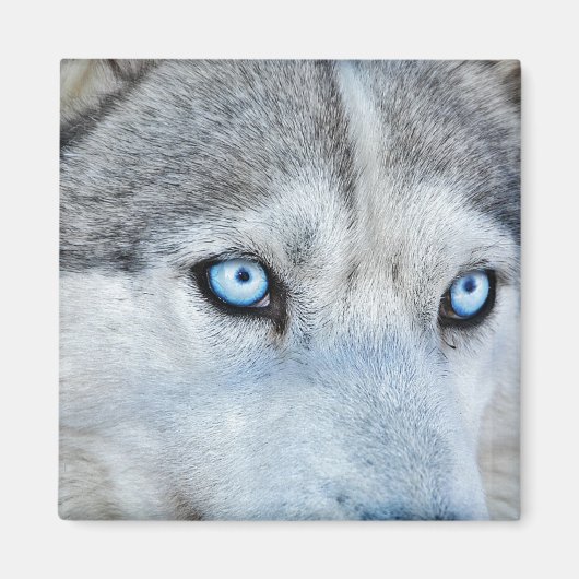 Sluiting Siberian Husky met Blue Eyes Magneet (Voorkant)