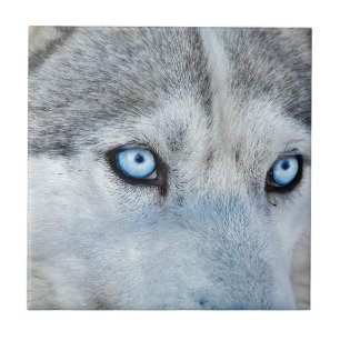 Sluiting Siberian Husky met Blue Eyes Tegeltje