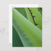 Sluiting van Agave Briefkaart (Voorkant / Achterkant)