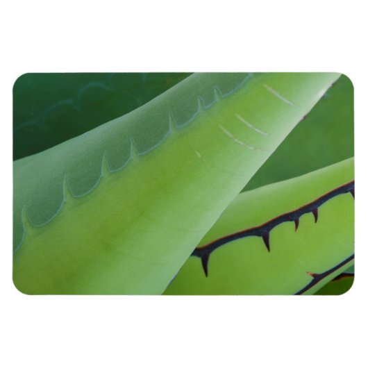 Sluiting van Agave Magneet (Horizontaal)