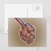 sluiting van Alveolus Briefkaart (Voorkant / Achterkant)