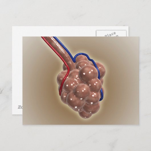 sluiting van Alveolus Briefkaart (Voorkant / Achterkant)