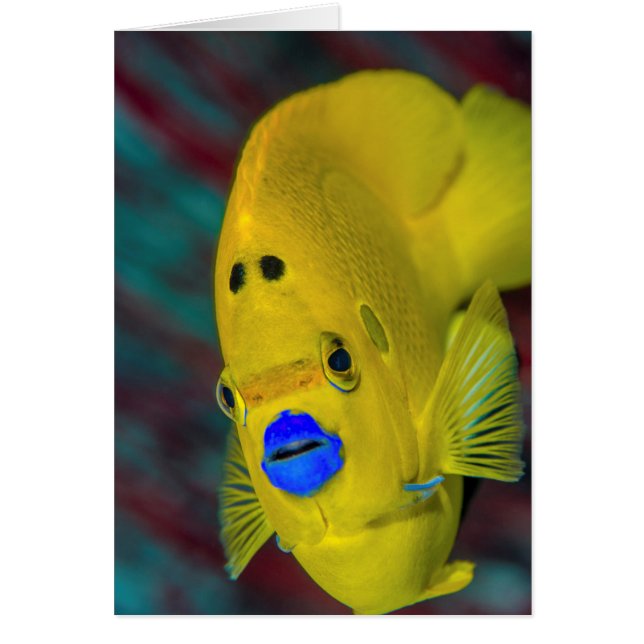 Sluiting van Angelfish (Voorkant)