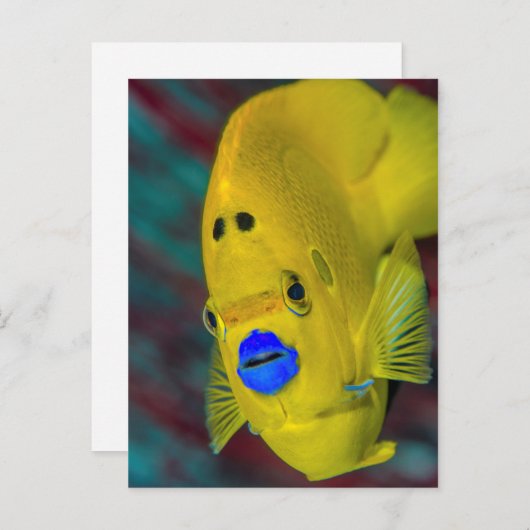 Sluiting van Angelfish Briefkaart (Voorkant / Achterkant)