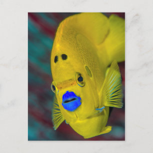 Sluiting van Angelfish Briefkaart