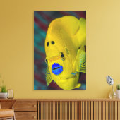Sluiting van Angelfish Canvas Afdruk (Insitu (Woonkamer))